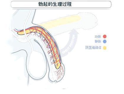 讓男人變硬的方法有哪些？ 哪五種方法使陰經(jīng)勃起？