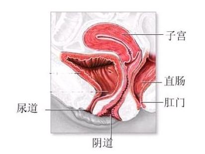 女孩的處女座膜在哪里？女性處女膜破裂有什么作用？