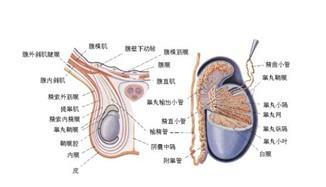 鞘膜積液癥狀_腱鞘膜積液癥狀