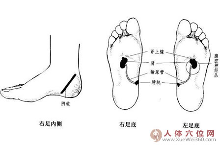 輸尿管、膀胱、尿道反射區(qū)