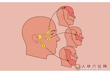 吃天麻雞蛋，三叉神經(jīng)不痛了！