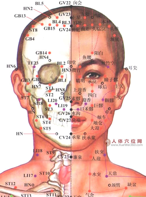 頭面部穴位高清圖