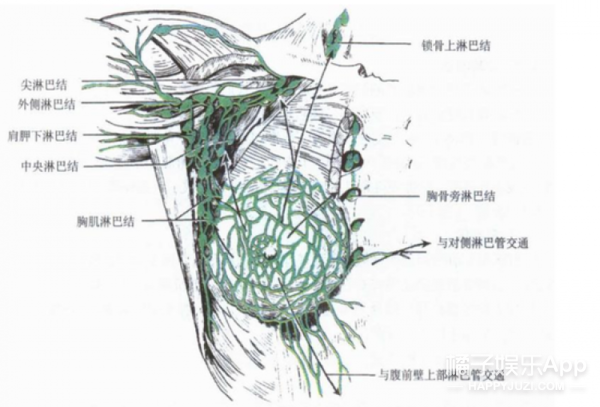 乳腺癌切除淋巴結副作用,乳腺癌切除淋巴結副作用大嗎