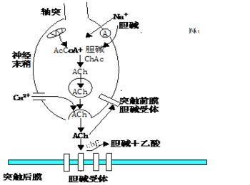 乙酰膽堿的作用機(jī)制乙酰膽堿酯酶