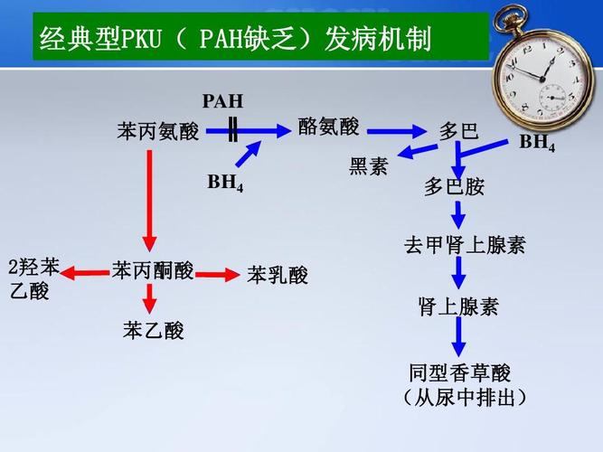 腎上腺素苯基的副作用(苯腎上腺素的作用機制)