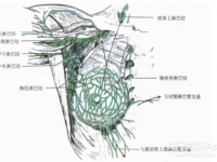 乳腺癌切除淋巴結(jié)副作用,乳腺癌切除淋巴結(jié)副作用大嗎