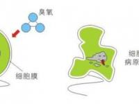 臭氧的作用與功效及副作用_臭氧的作用與功效及副作用是什么