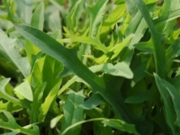 野苦麻菜的功效與副作用_野苦麻菜的功效與副作用圖片