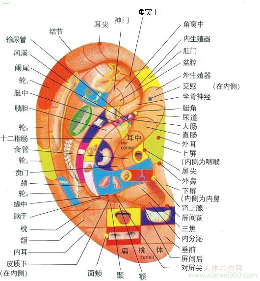 耳穴位位置圖