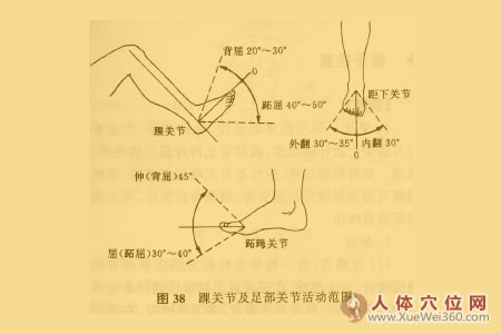  踝與足部關(guān)節(jié)活動度