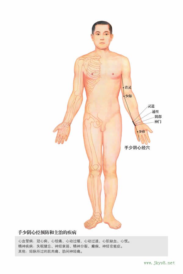 手少陰心經(jīng)-人體經(jīng)絡圖 flash動畫講解