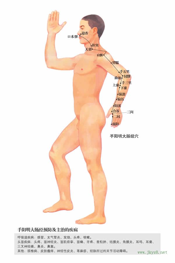 手陽明大腸經(jīng)-人體經(jīng)絡(luò)圖 flash動(dòng)畫講解