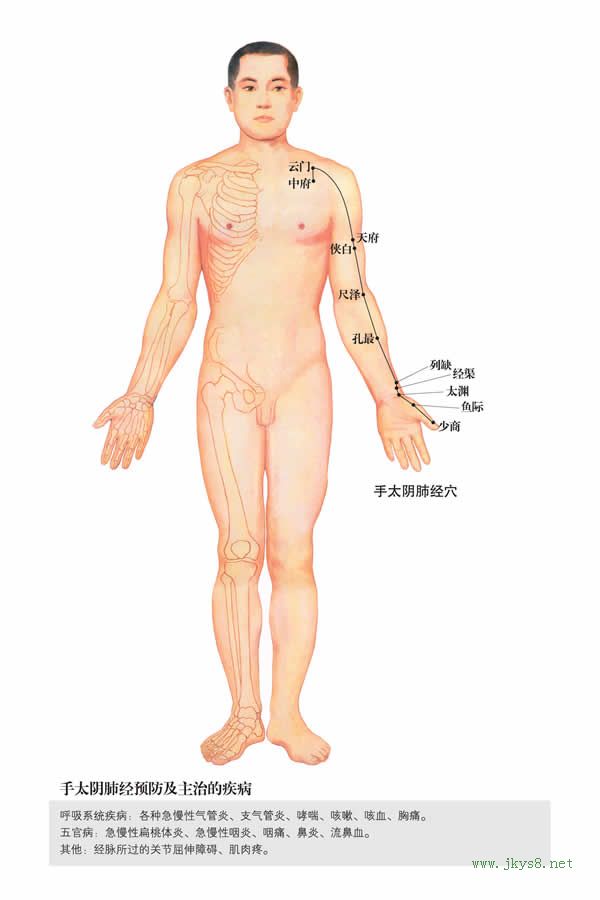 手太陰肺經(jīng)-人體經(jīng)絡(luò)圖