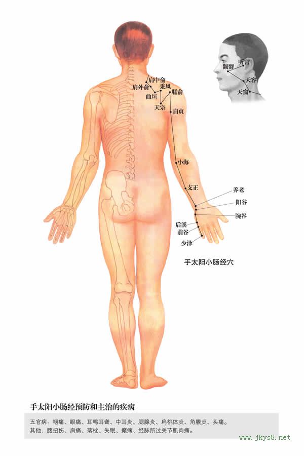 手太陽小腸經-人體經絡圖 flash動畫講解