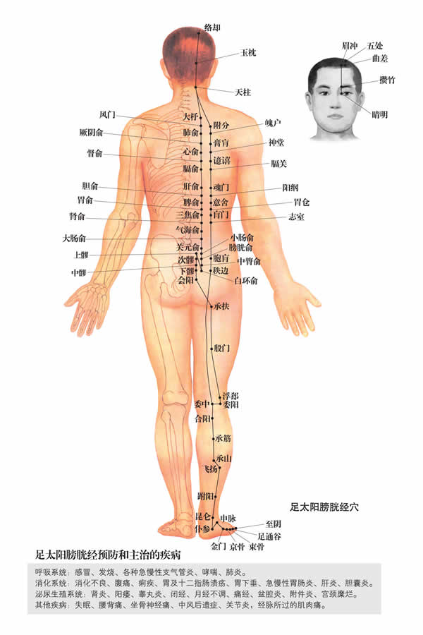 跗陽穴：膀胱經(圖文)