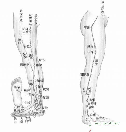 下肢經(jīng)絡(luò)圖