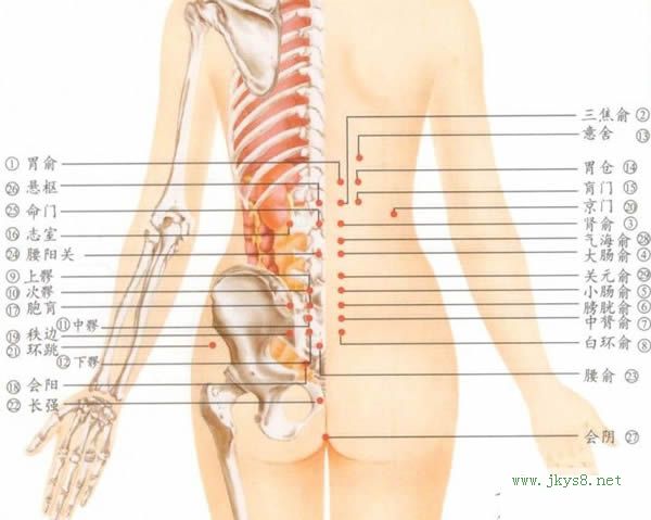 人體背穴位位置圖