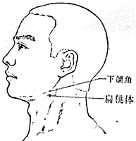 扁桃體穴位位置-人體穴位查詢(xún)