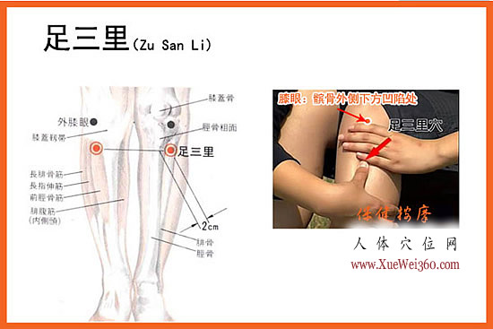 足三里穴的位置解剖圖