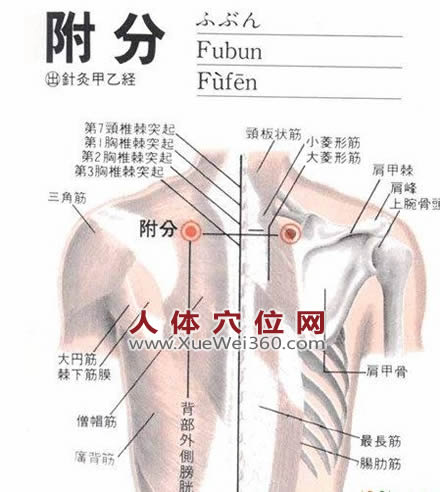 附分穴的準(zhǔn)確位置圖