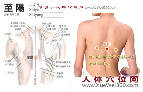 至陽穴的準(zhǔn)確位置圖