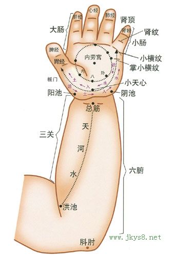 小兒推拿常用穴位：手掌及上肢屈面