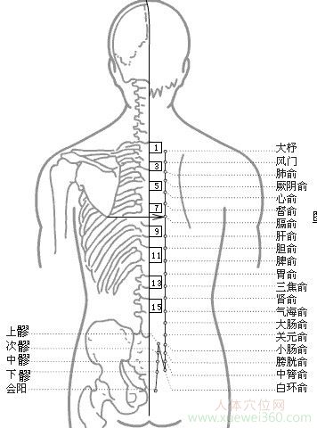 背俞穴