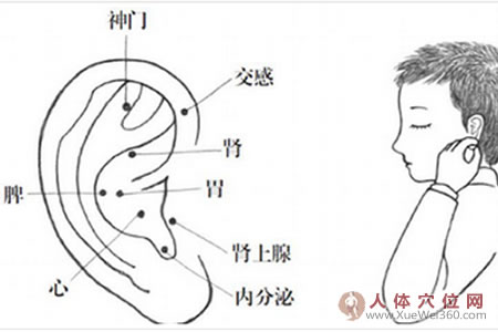 耳穴壓豆減肥法，小胖墩體型變標準