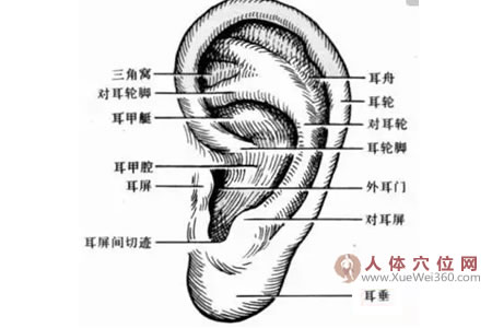 按摩耳朵的養(yǎng)生長壽法：揉耳朵能開竅、長壽